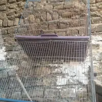 قفس پرنده|لوازم جانبی حیوانات|اصفهان, قهاب جنوبی|دیوار