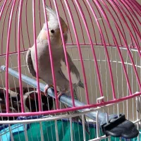 عروس هلندی ماده