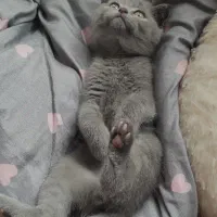 گربه اسکاتیش بلو نر|گربه|رودبنه, |دیوار