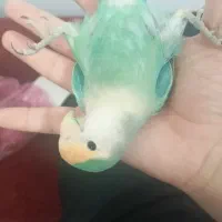 طوطی برزیلی فول رام