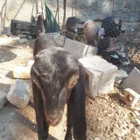 بزغاله|حیوانات مزرعه|داراب, |دیوار