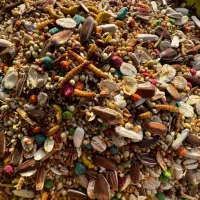 گندم ارزن غذای عروس هلندی