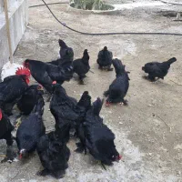 تخم مرغ نطفه دار مرندی