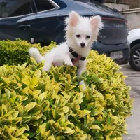 واگذاری سگ پامر عروسکی