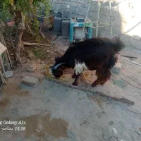 کهر نر|حیوانات مزرعه|زهک, |دیوار