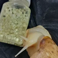 خاویار حلزون تخم حلزون