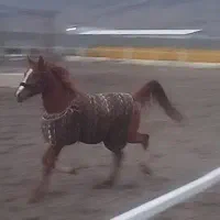 اسب مادیان|اسب و تجهیزات اسب‌سواری|کشکسرای, |دیوار