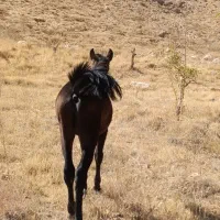 فروش سه راس اسب مادیان نژاددار|اسب و تجهیزات اسبسواری|یاسوج, |دیوار