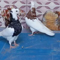 کبوتر|پرنده|بم, |دیوار