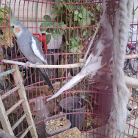 عروس هلندی|پرنده|شیراز, احمدآباد|دیوار