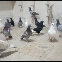 دسته ۲۵تایی کبوتر پلاکی و دورگ
