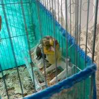 قناری ماده آجی فروش یا معاوظه