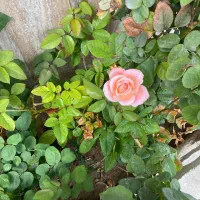 باغچه ۲۰۰ متری