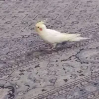 گمشده