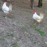 مرغ تخمی