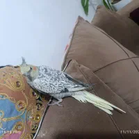 عروس هلندی نر و ماده|پرنده|صدرا-فارس, فاز ۲|دیوار