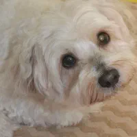 همکار خدماتی خانم