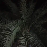 پنجاه و دو اصل نخل