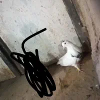 کفتز‌نر‌خال