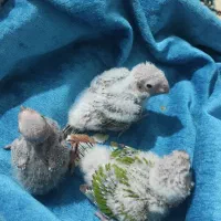 گرینچینگ آناناسی سرلاکی