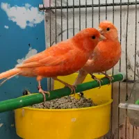 پرورش قناری فکتور|پرنده|خوی, |دیوار