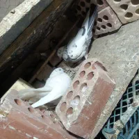 چند عدد کبوتر فقط معاوضه