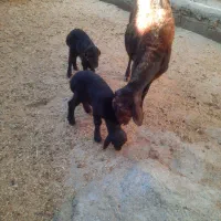 میش و بره گوسفند|حیوانات مزرعه|زاغه, |دیوار