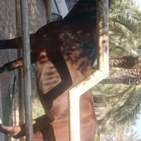 فروش یک راس اسب مادیون نژاد عرب سن سه سال و نیم