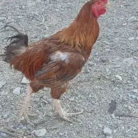 دوتا خروس