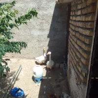 غوغاز