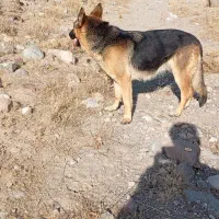 واگذاری ژرمن|سگ|تبریز, |دیوار