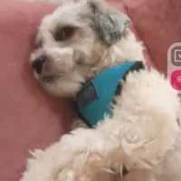 سگهای باهوش شیتزو