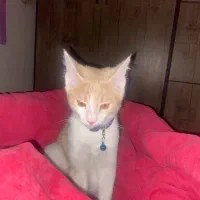 واگذاری رایگان گربه|گربه|تهران, کیانشهر|دیوار