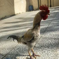 خروس سطه مهره