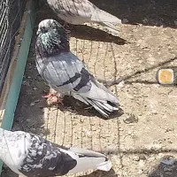 شازده سرور
