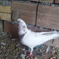 کبوتر کله زرد|پرنده|فاضل آباد, |دیوار