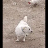 سگ پا کوتاه