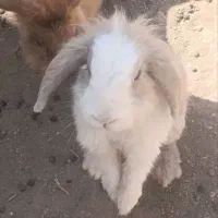 خرگوش مولد لپی هلندی|موش و خرگوش|رفسنجان, |دیوار