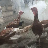 بوقلمون بوربورن نر چهارعددو یک ماده
