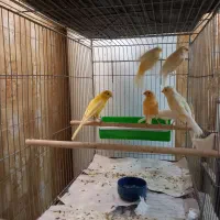 تعدادی قنار نرو ماده تک