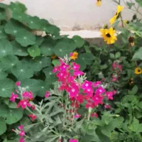 باغبانی و گلکاری باغچه وباغ|خدمات باغبانی و درختکاری|اهواز, کوروش|دیوار