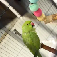 طوطی ملنگو نر