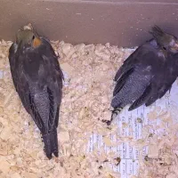 جوجه عروس هلندی سرلاکی