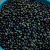 بنه کوهی