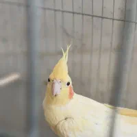 عروس هلندی