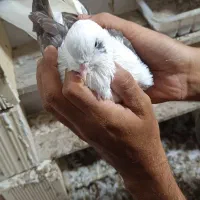 کبوتر|پرنده|بندرلنگه, |دیوار