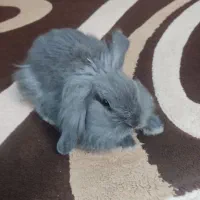 خرگوش لوپی