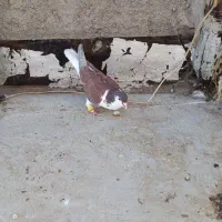 کفتر ساده سرخ|پرنده|تربت‌حیدریه, ۴۵ متری|دیوار