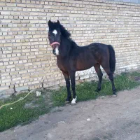 فروش نریان ۵ساله