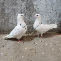 دو جفت کفتر پرشی|پرنده|ملایر, |دیوار